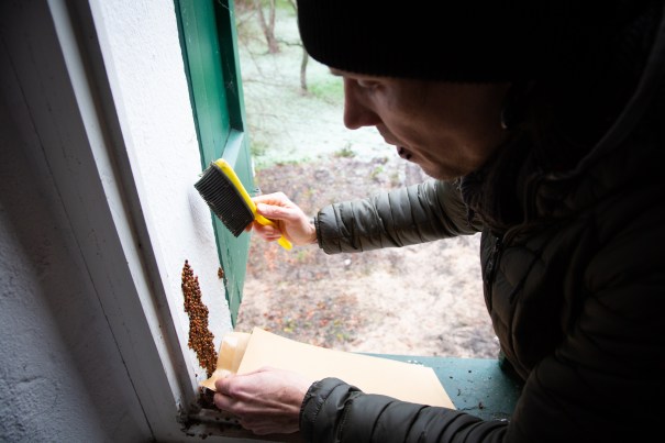Meister Lampe Wildtierhilfe unterstützt die Marienkäferrettung im Spanischen Vallan zu Rheinberg (Foto: Fabian Rapp)